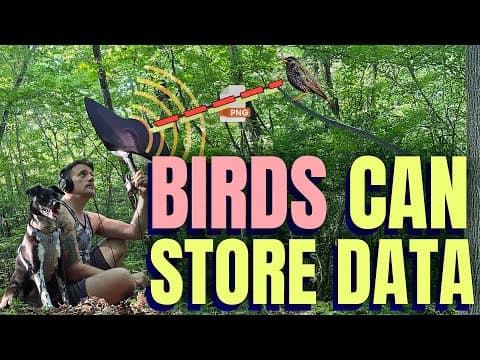 I Saved a PNG Image To A Bird